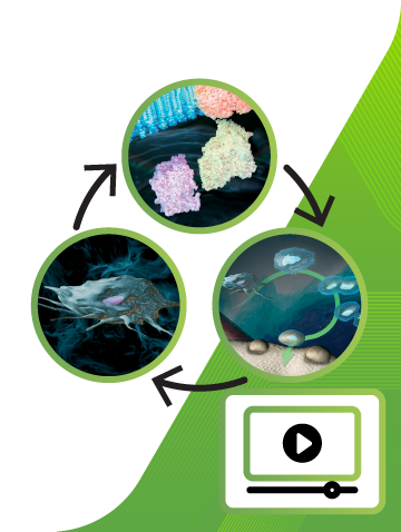 How PEMF Bone Growth Therapy Works Thumbnail